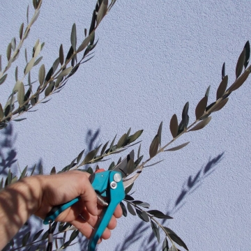 przycinanie drzewka oliwnego