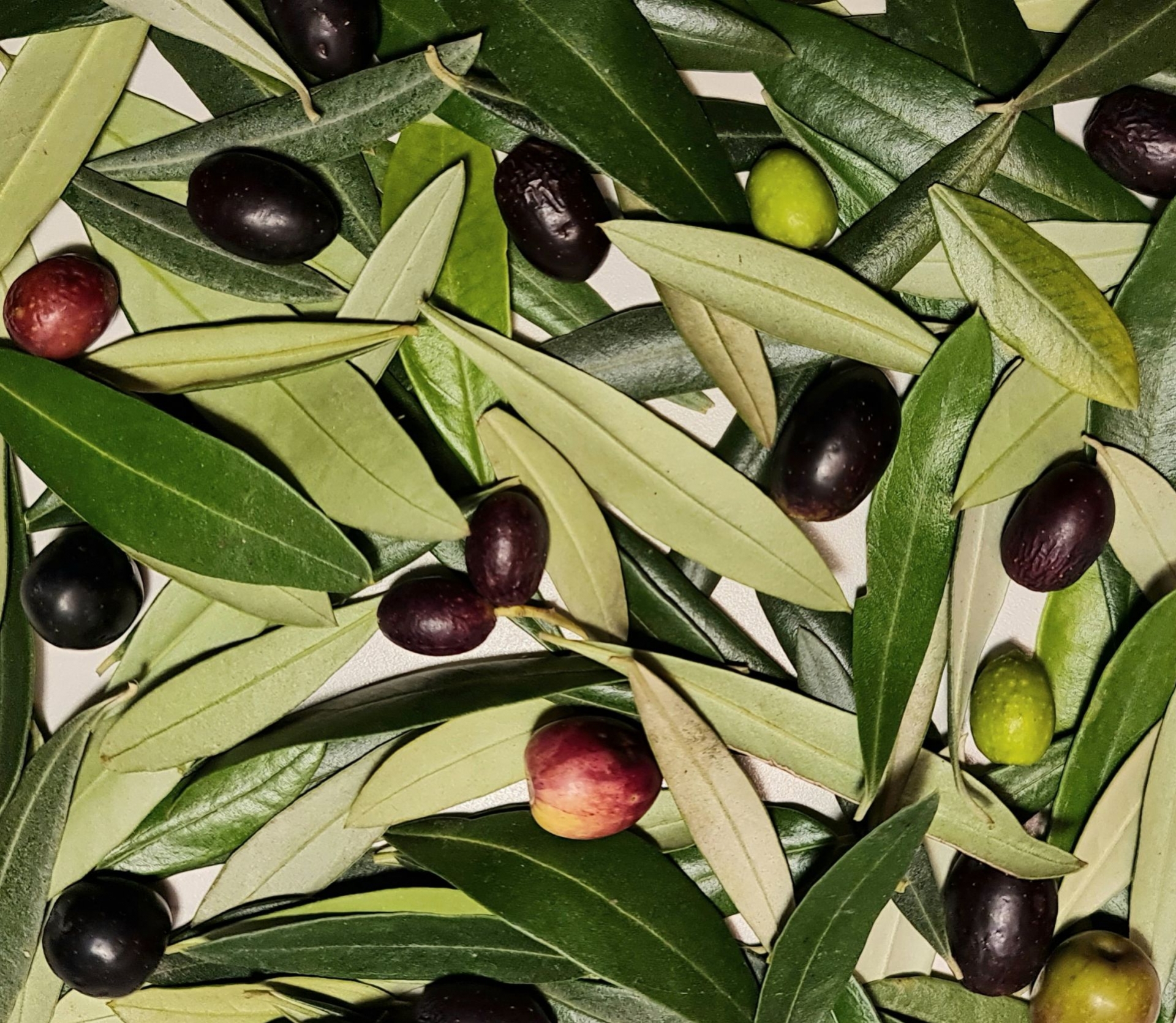 liście i owoce oliwki