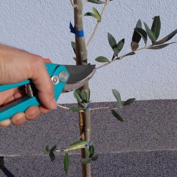 przycinanie drzewka oliwnego