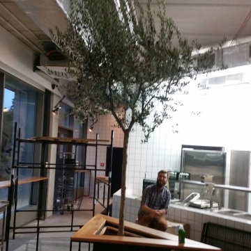drzewo oliwne w restauracji