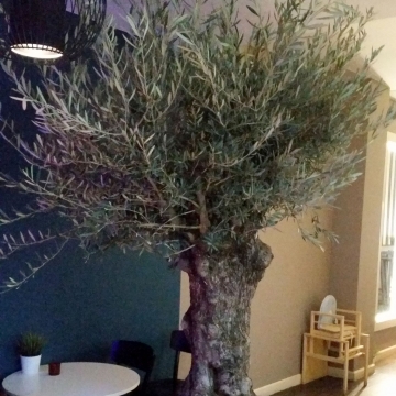 drzewa oliwne w restauracji