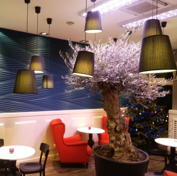 drzewa oliwne w restauracji