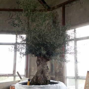 drzewo oliwne w wieży ciśnień