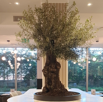 stare drzewa oliwne w sali restauracyjnej