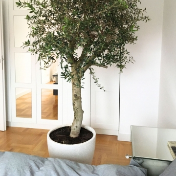 drzewo oliwne w sypialni
