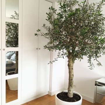 drzewo oliwne w sypialni
