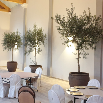 drzewa oliwne w sali weselnej