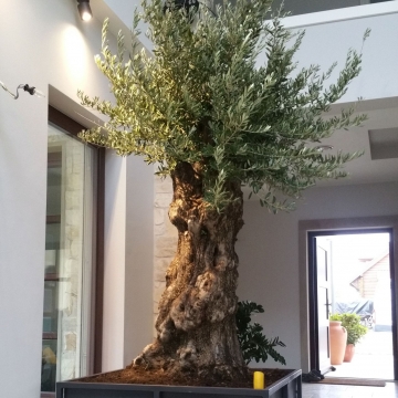 Stare drzewo oliwne w salonie