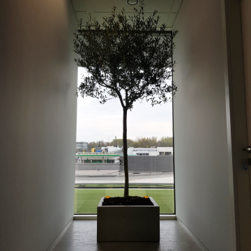drzewa oliwne w biurze