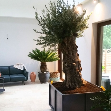 Stare drzewo oliwne w salonie