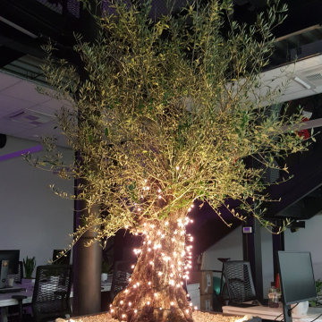drzewo oliwne w biurze
