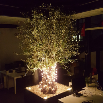 drzewo oliwne w biurze