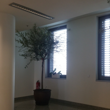 drzewa oliwne w biurze