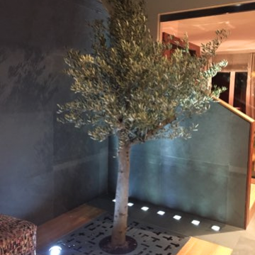 drzewo oliwne w domu