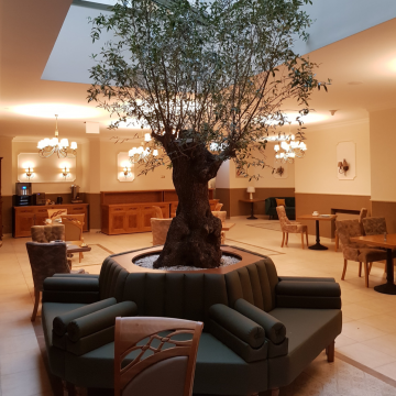 drzewo oliwne w hotelu