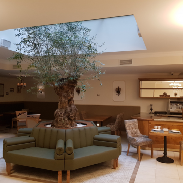 drzewo oliwne w hotelu