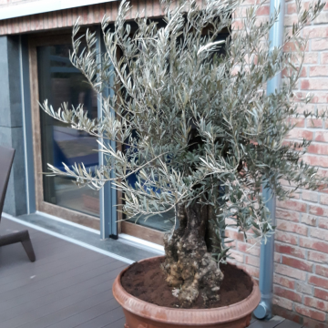 drzewo oliwne na tarasie