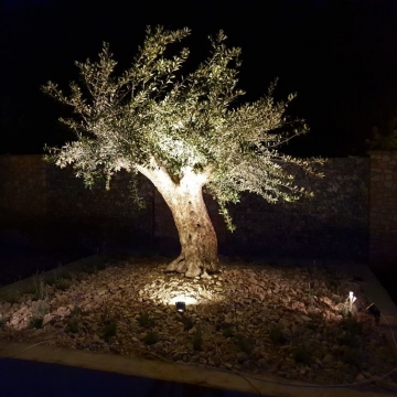 drzewo oliwne posadzone w gruncie