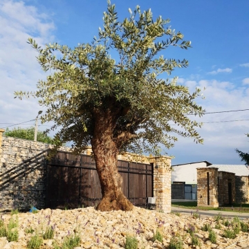 drzewo oliwne posadzone w gruncie