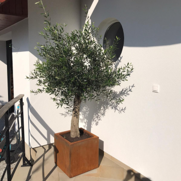 drzewka oliwne wokół domu
