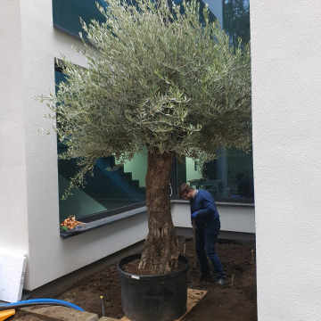 drzewo oliwne przed domem