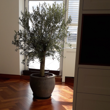 drzewko oliwne w biurze