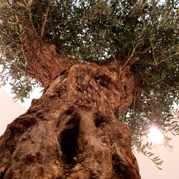 drzewo oliwne w klinice