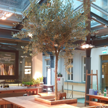 drzewo oliwne w restauracji