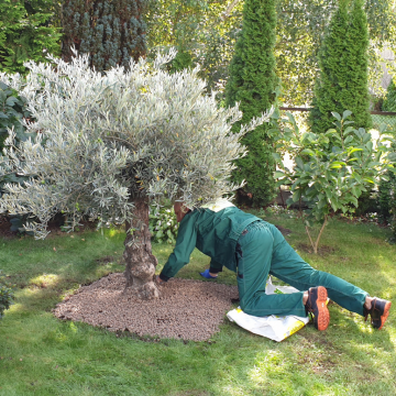 drzewo oliwne w ogrodzie