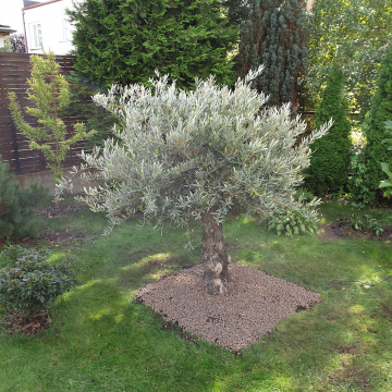 drzewo oliwne w ogrodzie