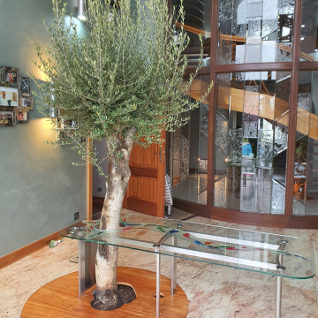 drzewo oliwne w domu