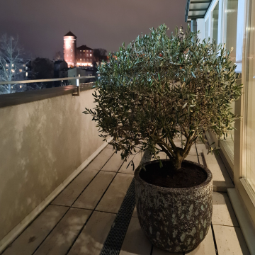drzewka oliwne na tarasie