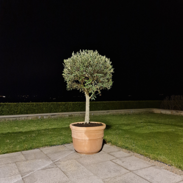 drzewka oliwne na tarasie