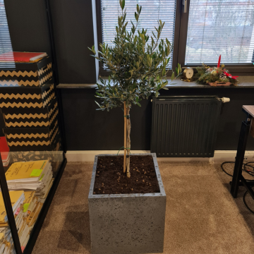 drzewko oliwne w biurze