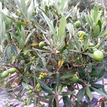 drzewko oliwne w gabinecie