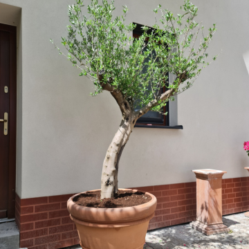 drzewo oliwne przed wejściem do domu