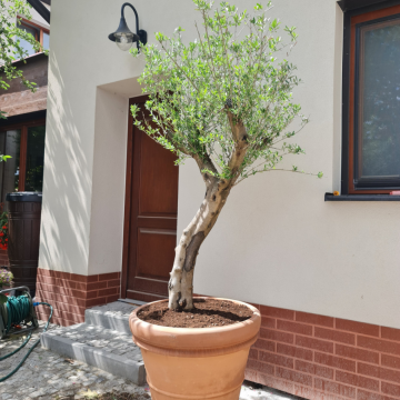 drzewo oliwne przed wejściem do domu