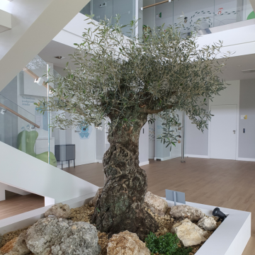 drzewo oliwne w klinice medycznej