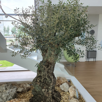 drzewo oliwne w klinice medycznej