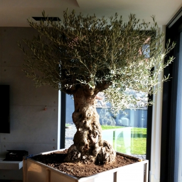 drzewo oliwne w salonie