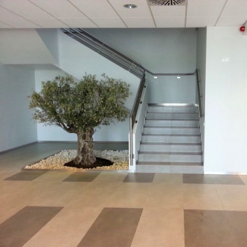 drzewo oliwne w biurowcu