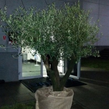drzewo oliwne przed wejściem do biura