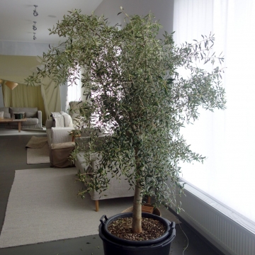 drzewka oliwne w salonie meblowym