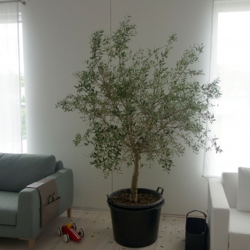 drzewka oliwne w salonie meblowym