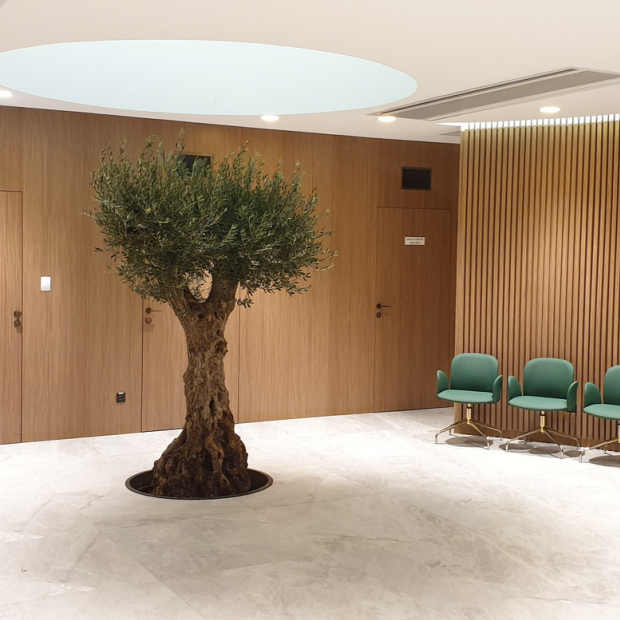 drzewo oliwne w klinice