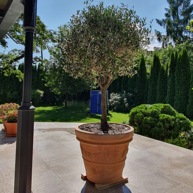 drzewo oliwne na tarasie