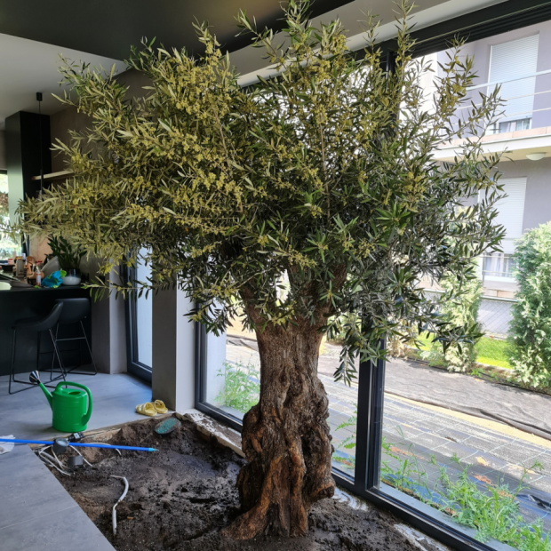 drzewo oliwne w salonie